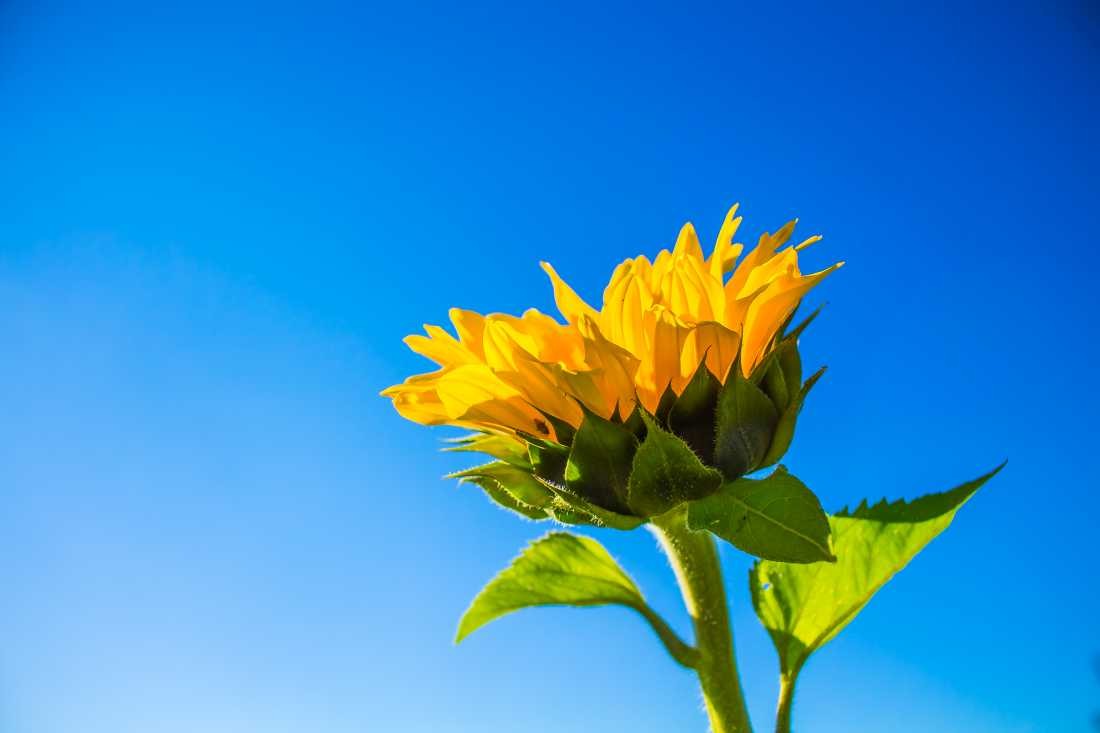 Conny Krakowski, Sonnenblume (Sonnenblume, Sunflower, Blume, Sommerblume, Blumenwiese, Samenflug,  Fotografie, Makroaufnahme)