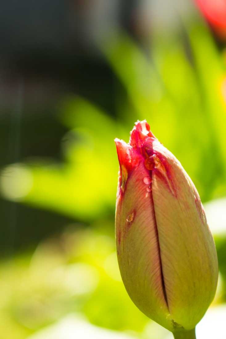 Conny Krakowski, Tulpe (Tulpe, Tulip, Frühlingsblume, Blume, Sommerblume, Blumenwiese, Samenflug, Fotografie, Makroaufnahme)