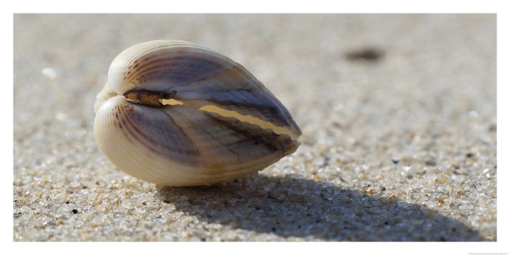 Philip Plisson, Précieux coquillage (Strand, Muschel, Weichtier, Meeresbrise, maritim,  Treppenhaus,  Wohnzimmer, Frankreich, Fotokunst, bunt)