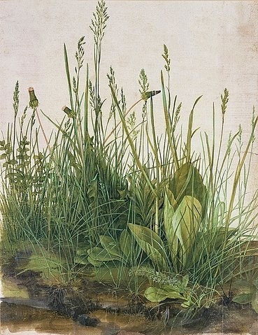 Albrecht Dürer, Das grosse Rasenstück. 1503 (Natur, Gräser, Rasen, großes Rasenstück, Blätter, Botanik, Naturgetreu, Treppenhaus, Wohnzimmer, Renaissance, Malerei, bunt)