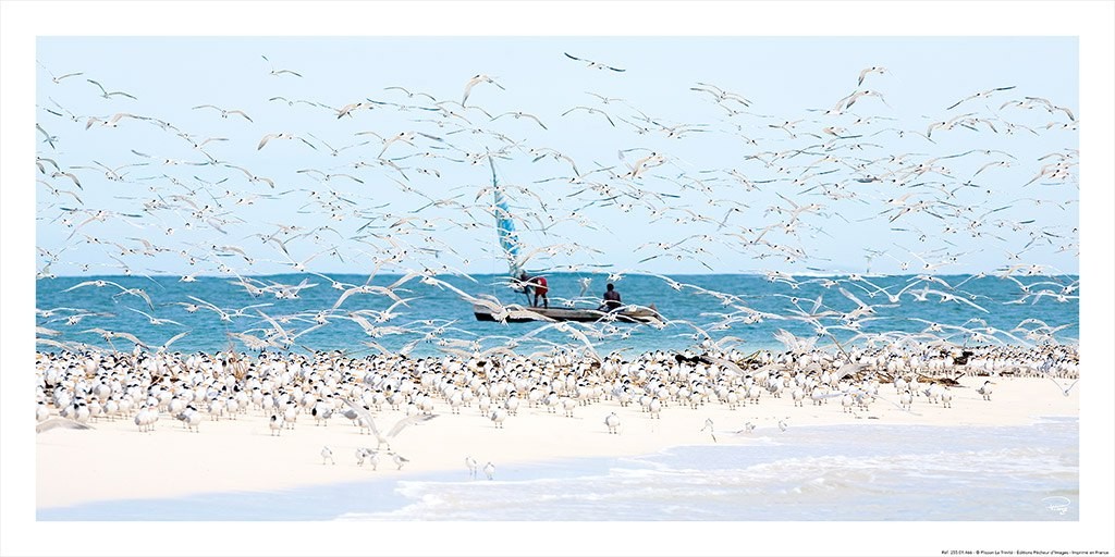 Philip Plisson, Madagascar seabirds (Möwen, Seevögel, Strand, Vögel, Schwarm, Boot, Segeln, maritim,  Horizont, Meeresbrise, Meer, Treppenhaus, Badezimmer, Wohnzimmer, Photokunst, Fotokunst, bunt)