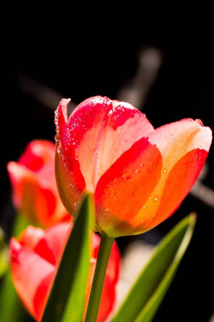 Conny Krakowski, Früh am Morgen (Tulpe, Tulip, Frühlingsblume, Blume, Sommerblume, Blumenwiese, Samenflug,  Fotografie, Makroaufnahme)