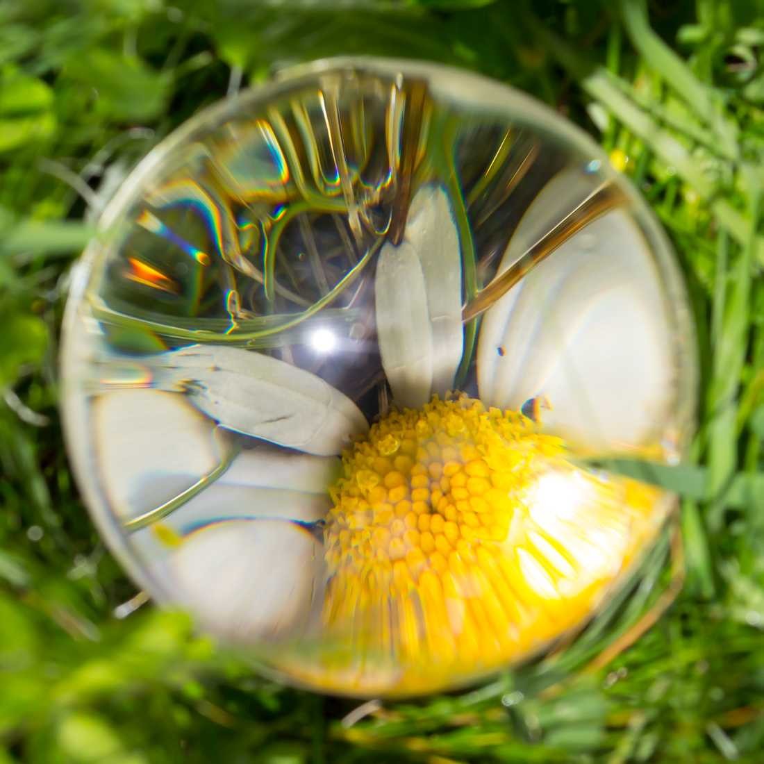 Conny Krakowski, Durch die Lupe (Gänseblümchen, gelbe Blume, Glaskugel,Sommerwiese, Blumenwiese, Makroaufnahme,  Fotografie, Blume, Blümchen, Blüte)