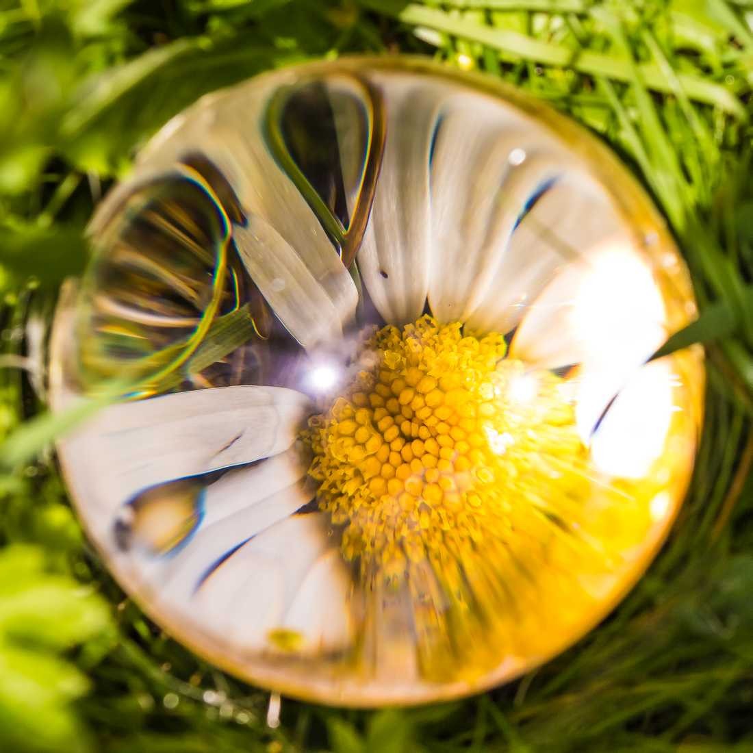 Conny Krakowski, Durch die Glaskugel (Gänseblümchen, gelbe Blume, Glaskugel,Sommerwiese, Blumenwiese, Makroaufnahme,  Fotografie, Blume, Blümchen, Blüte)