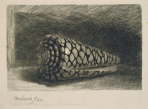 Rembrandt van Rijn, Die Muschel. 1650 (Rembrandt van Rijn,1606-1669,Graphische Sammlung,<br> Städel Museum Frankfurt am Main,Kaltnadel,17. Jahrhundert,und Grabstichel,Conus marmoreus Muschel Muschelschale Zoologie Stillleben Muster)