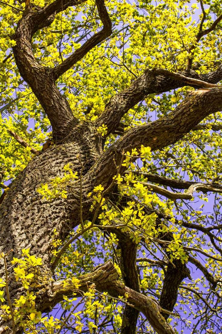 Conny Krakowski, Eichenkraft (Eiche, Baum, Laubbaum. Alter Baum,  Fotografie,)
