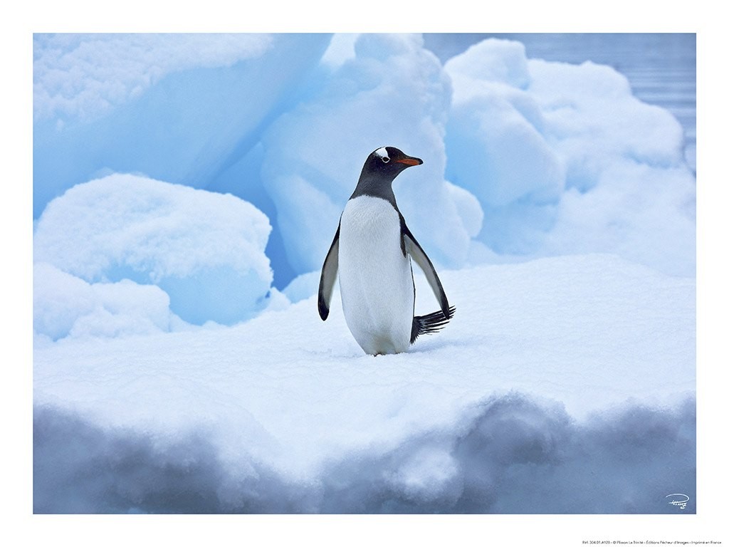 Philip Plisson, Manchot Royal – Antarctique (Pinguin, Eis, Tiere, witzig, lustig, Meer, Meeresbrise, Antarktis, Badezimmer, Treppenhaus, Fotokunst, bunt)