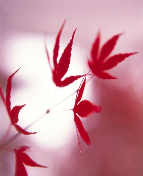 Gerd Weissing, ARRANGEMENT OF THE LEAVES I (Fotokunst, Blätter, Zweig, Nahaufnahme, Rot, Wohnzimmer, Treppenhaus, Schlafzimmer, Wunschgröße)