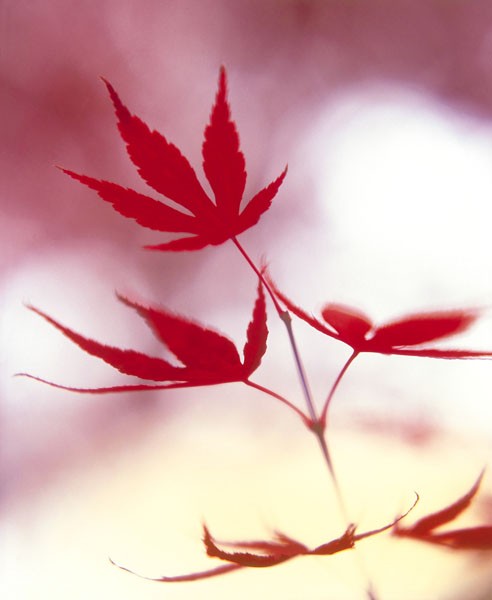 Gerd Weissing, ARRANGEMENT OF THE LEAVES II (Fotokunst, Blätter, Zweig, Nahaufnahme, Rot, Wohnzimmer, Treppenhaus, Schlafzimmer, Wunschgröße)