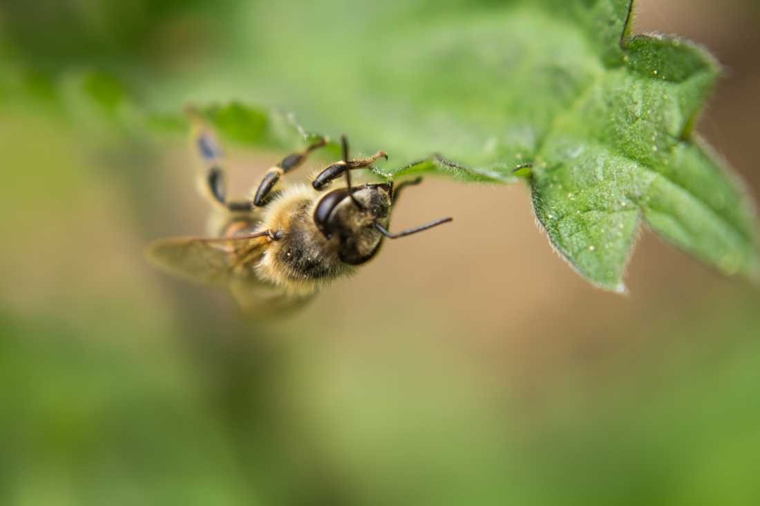 Conny Krakowski, Lebensspender (Biene, Insekt, Sommer, Flügeltier, Leben,Makroaufnahme, Macro, Fotografie,)
