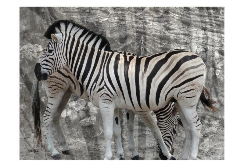 Diane Stimson, INTO THW WILD II (Zebra, Tiere, Großwild, Streifen, modern, Grafik, Wunschgröße, Wohnzimmer, Treppenhaus, schwarz/weiß)