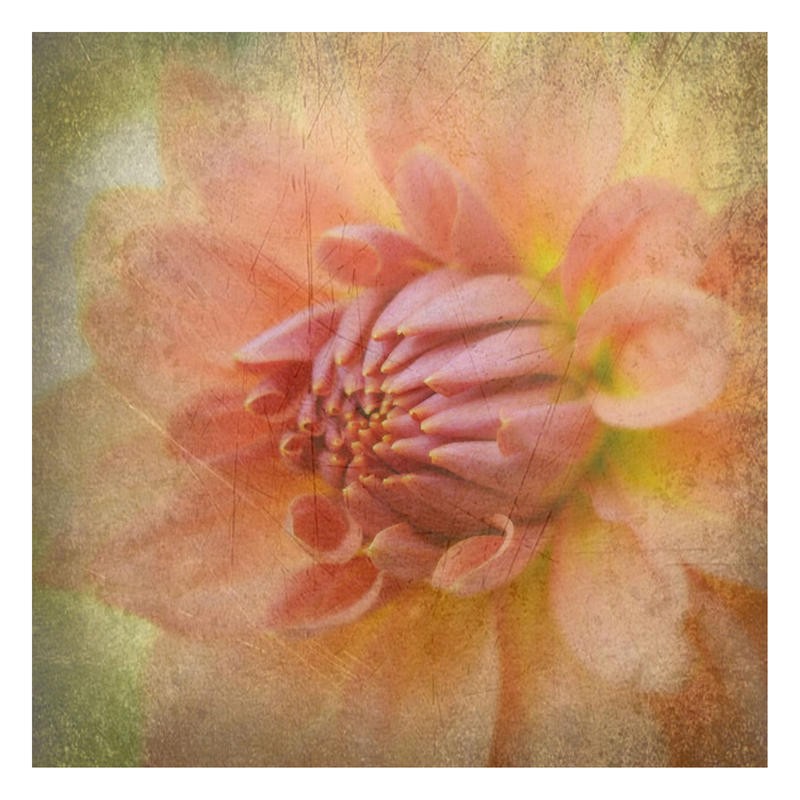 Suzanne Foschino, DAHLIA PINK I (Blume, Dahlie, Blüte, diffus, Fotokunst, Wunschgröße, Treppenhaus, Wohnzimmer, Schlafzimmer, rosa)