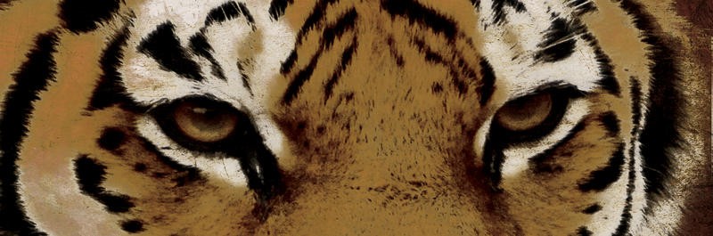 Jace Grey, TIGER EYES (TIERE, tiger, Tierportrait, Augen, Grafik, Wunschgröße, Grafik, Wohnzimmer, Treppenhaus, Jugendzimmer)