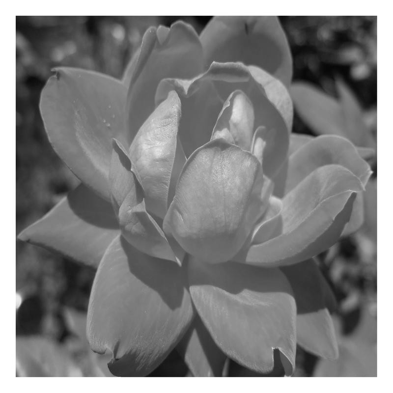 Sheldon Lewis, BLACK ROSE I (Rose, Blume, Blüte, floral, Botanik, Fotokunst, Wohnzimmer, Treppenhaus, Wunschgröße, schwarz/weiß)