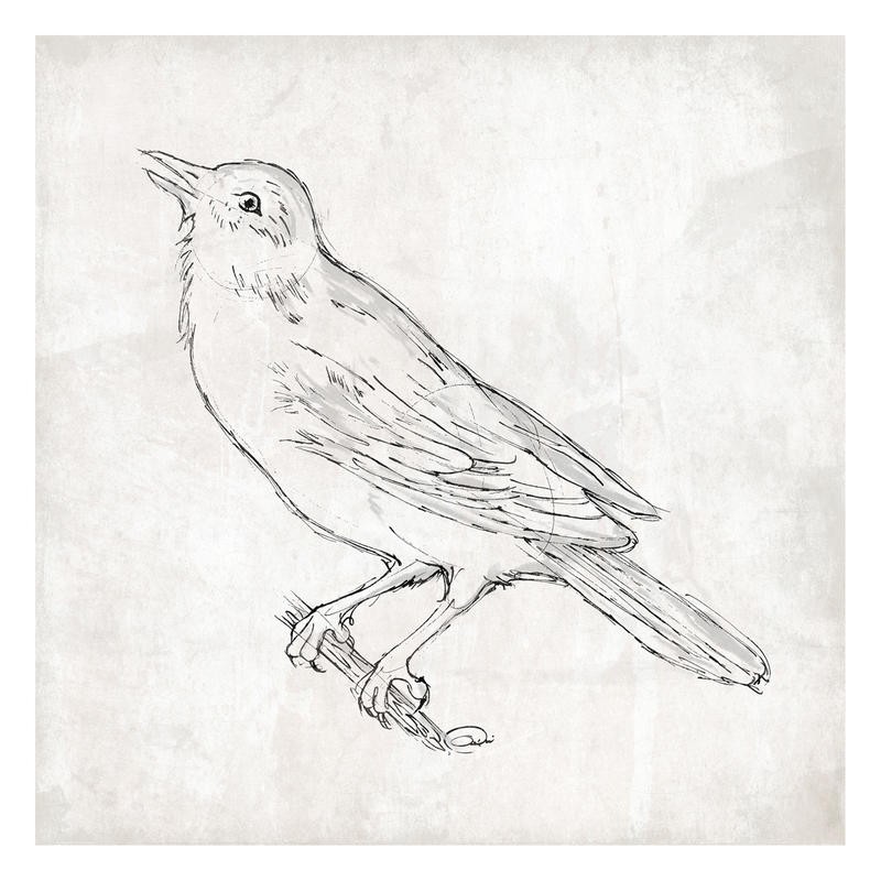 Onrei, BIRD (Vogel, Singvogel, Tier, Zeichnung, Studie, Wunschgröße, Wohnzimmer, Treppenhaus,schwarz/weiß)