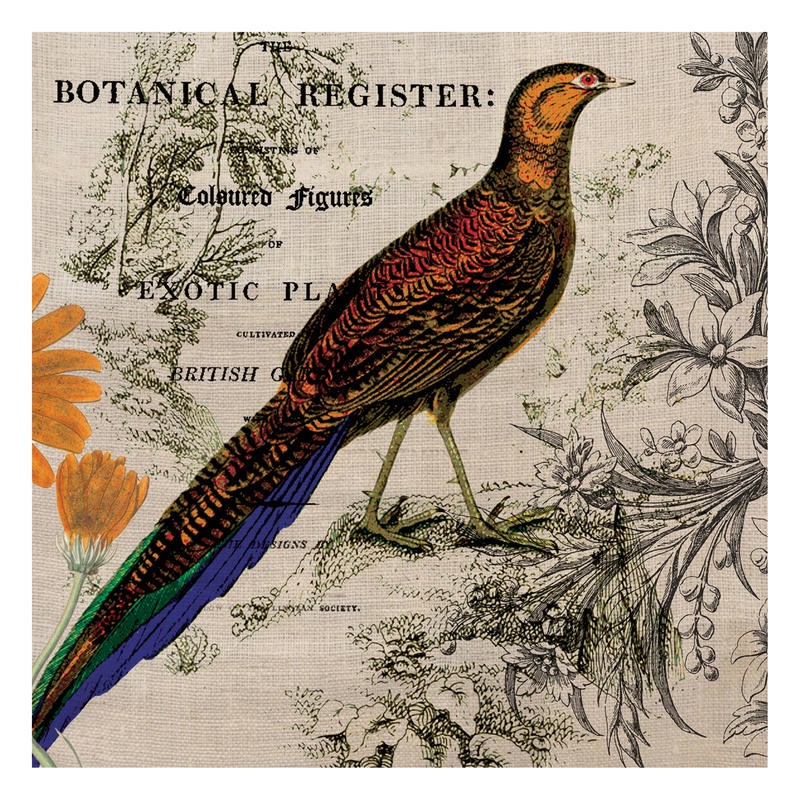 Tammy Repp, BOTANICAL REGISTER II (VÖGEL)