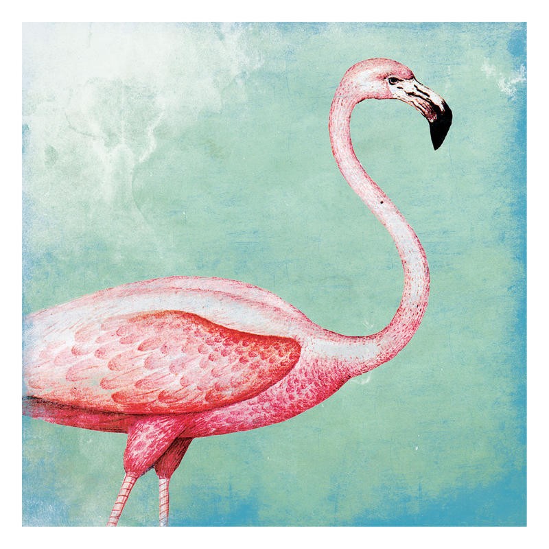 Jace Grey, FLAMINGO II (VÖGEL)