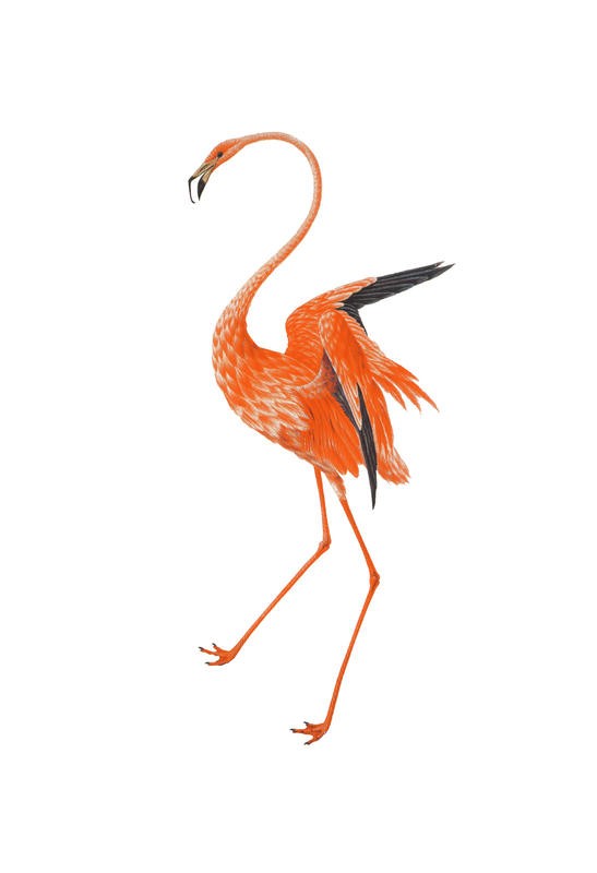 Sheldon Lewis, ORANGE FLAMINGO I (Flamingo, Stelzvogel, Vogel, Tier, Studie, Ornithologie, Wohnzimmer, Treppenhaus, Wunschgröße, orange)