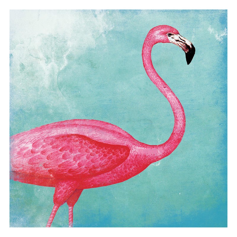 Jace Grey, FLAMINGO III (VÖGEL)