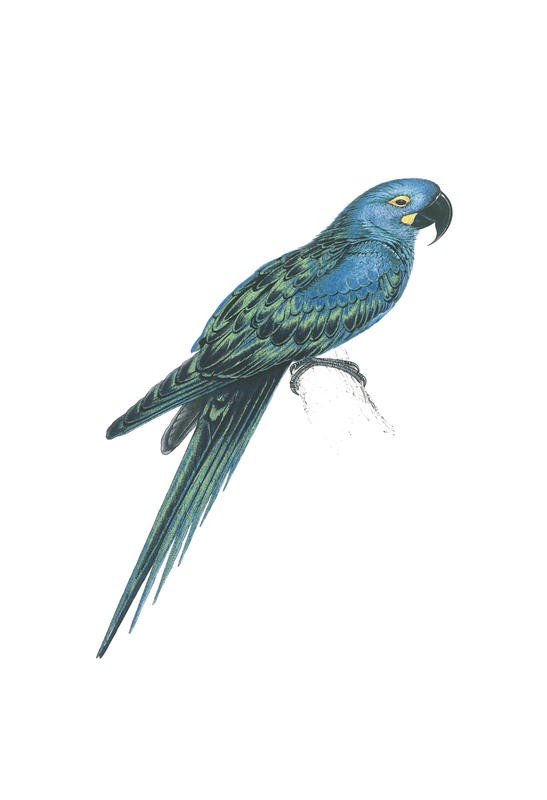 Sheldon Lewis, BLUE AND GREEN DUO II (Papagei, Ara, exotisch, Vogel, Tier, Studie, Ornithologie, Wohnzimmer, Treppenhaus, Wunschgröße, grün/blau)