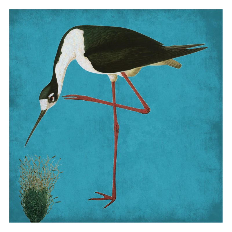 Sheldon Lewis, NATURAL BALANCE I (Stelzvogel, Vogel, Tier, Studie, Ornithologie, Wohnzimmer, Treppenhaus, Wunschgröße, schwarz/weiß/blau)