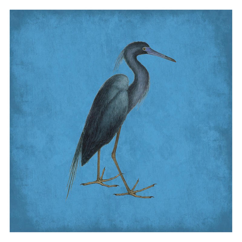 Sheldon Lewis, HERON IN BLUE (Stelzvogel, Reiher, Vogel, Tier, Studie, Ornithologie, Wohnzimmer, Treppenhaus, Wunschgröße, schwarz/blau)