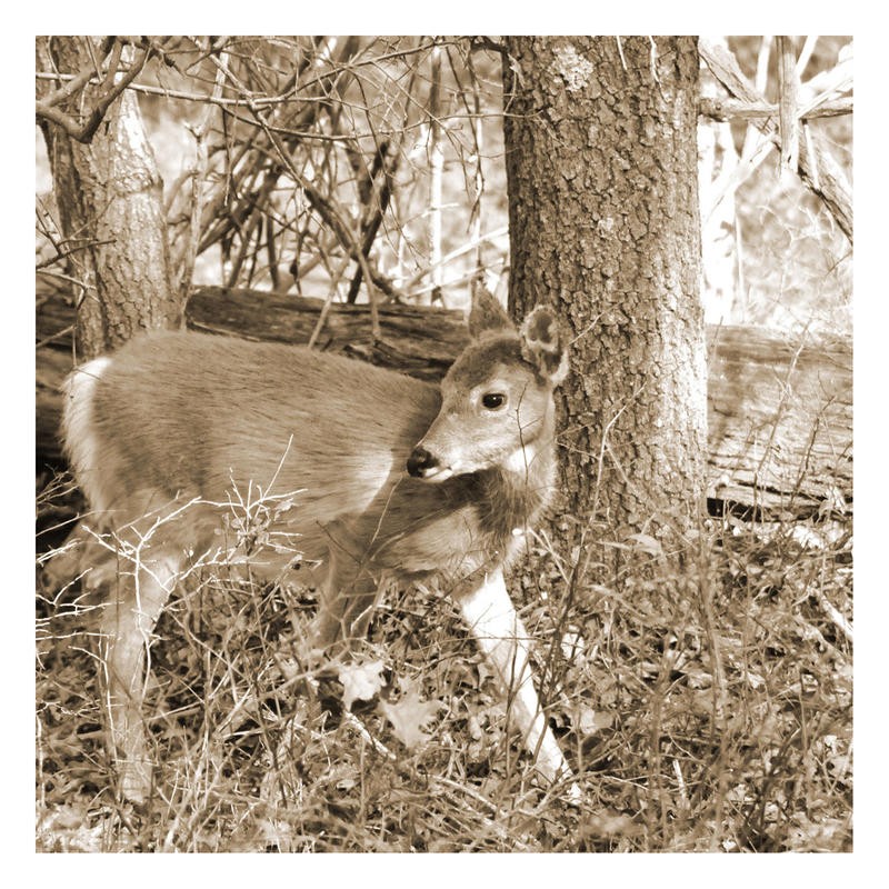 Suzanne Foschino, FAWN (Reh, Wald, scheu, Tierportrait, Wild, Fotokunst, Treppenhaus, Wohnzimmer, Wunschgröße, sepia)