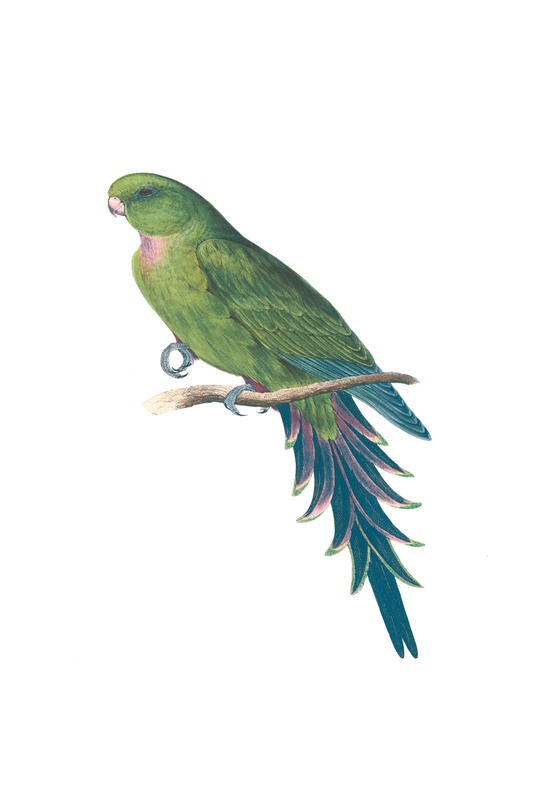 Sheldon Lewis, BLUE AND GREEN DUO I (Papagei, Vogel, Tier, Studie, Ornithologie, Wohnzimmer, Treppenhaus, Wunschgröße, grün/blau)