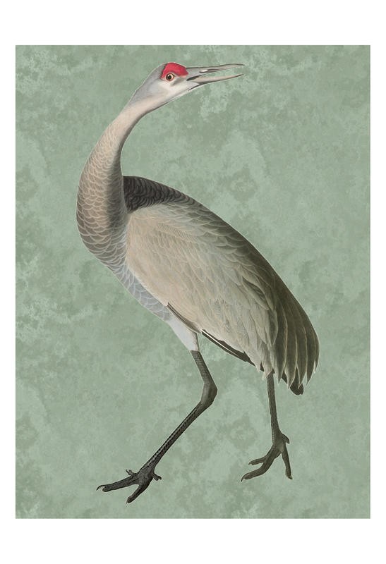Sheldon Lewis, HERON IN GREEN II (Stelzvogel, Reiher, Vogel, Tier, Studie, Ornithologie, Wohnzimmer, Treppenhaus, Wunschgröße, bunt)