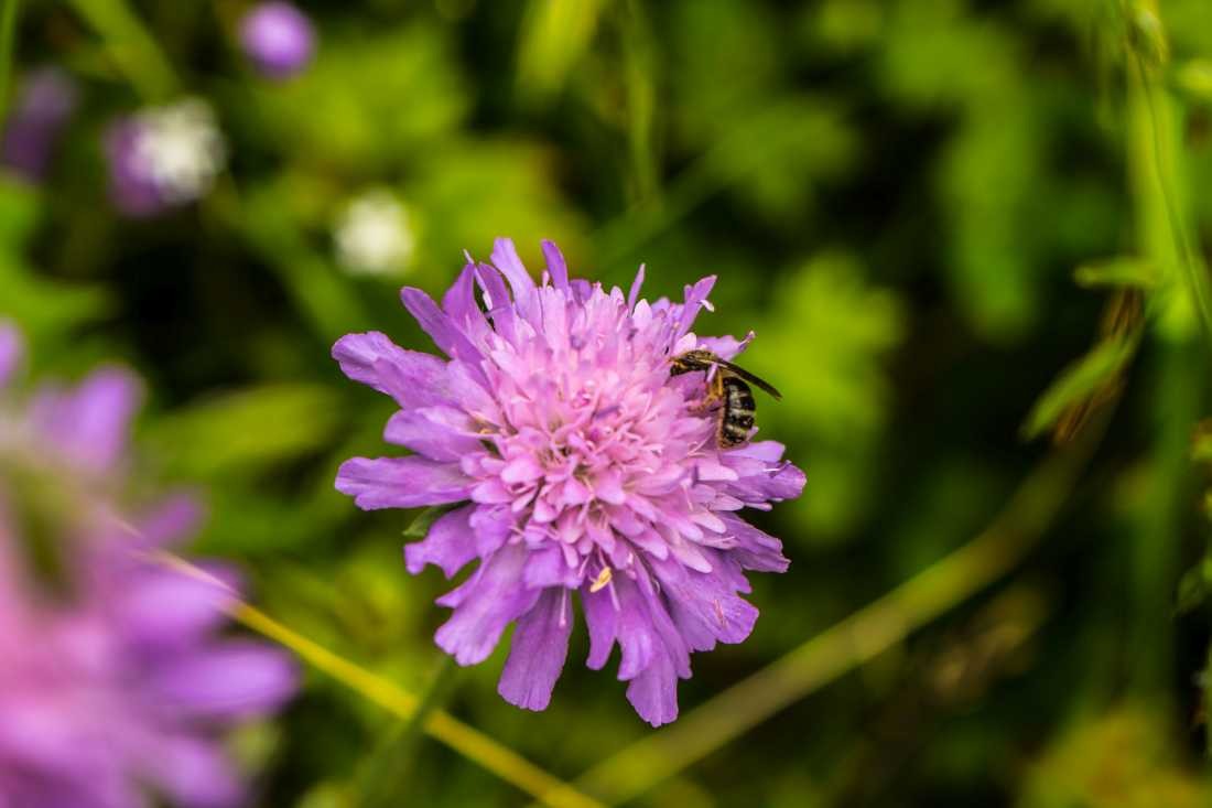 Conny Krakowski, Blütenzauber (Biene, Insekt, Sommer, Flügeltier, Leben, ,Makroaufnahme, Macro, Fotografie,)