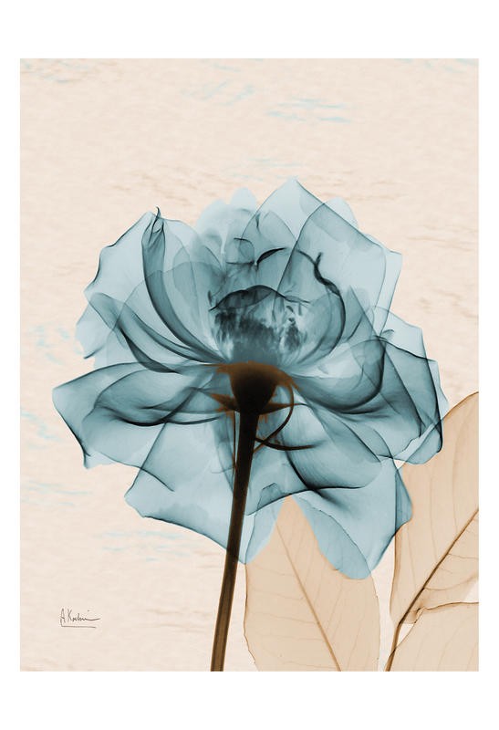 Albert Koetsier, ROSE IN BLUE I (X-RAY)