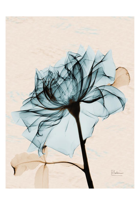 Albert Koetsier, ROSE IN BLUE II (X-RAY)