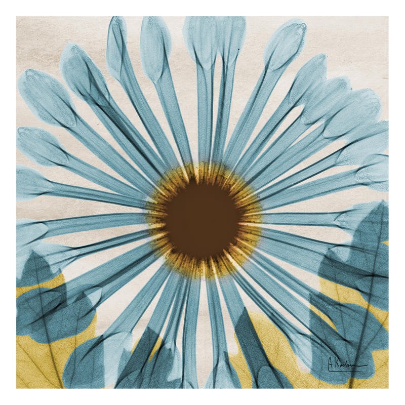 Albert Koetsier, CHRYSANTHEMUM IN BLUE (X-RAY)