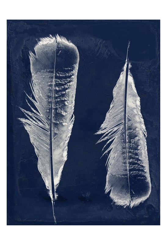 Sheldon Lewis, FEATHERED FRIEND II (Federn, Vogelfedern, Wohnzimmer, Jugendzimer, Treppenhaus, Grafik, Wunschgröße, blau)