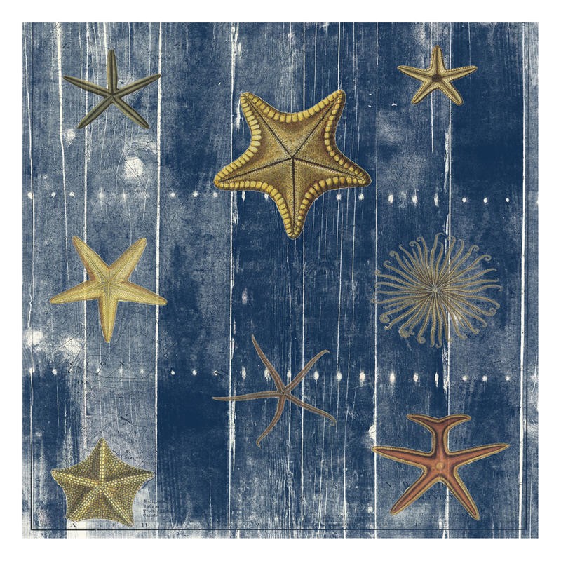 Sheldon Lewis, GREAT BARRIER I (Seesterne, Holzpanele, shabby, maritim, Meerestiere, Grafik, Badezimmmer, Treppenhaus, Wunschgröße, grau/blau)
