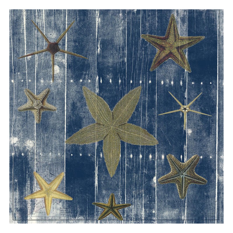 Sheldon Lewis, GREAT BARRIER II (Seesterne, Holzpanele, shabby, maritim, Meerestiere, Grafik, Badezimmmer, Treppenhaus, Wunschgröße, grau/blau)