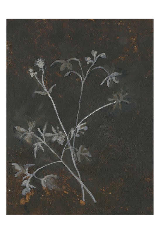 Smith Haynes, BLACK AND WHITE II (BOTANIK)