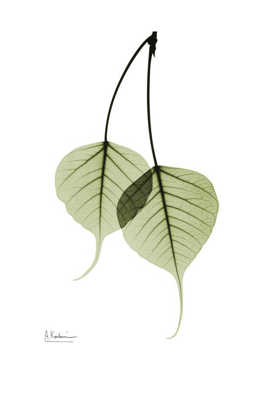 Albert Koetsier, GREEN EUCALYPTUS I (X-RAY)