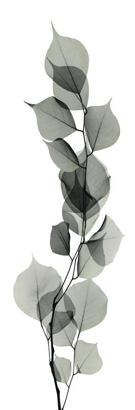 Albert Koetsier, EUCALYPTUS IN GRAY I (X-RAY)