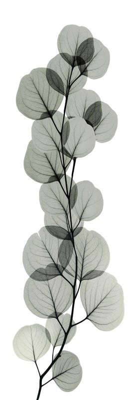 Albert Koetsier, EUCALYPTUS IN GRAY II (X-RAY)