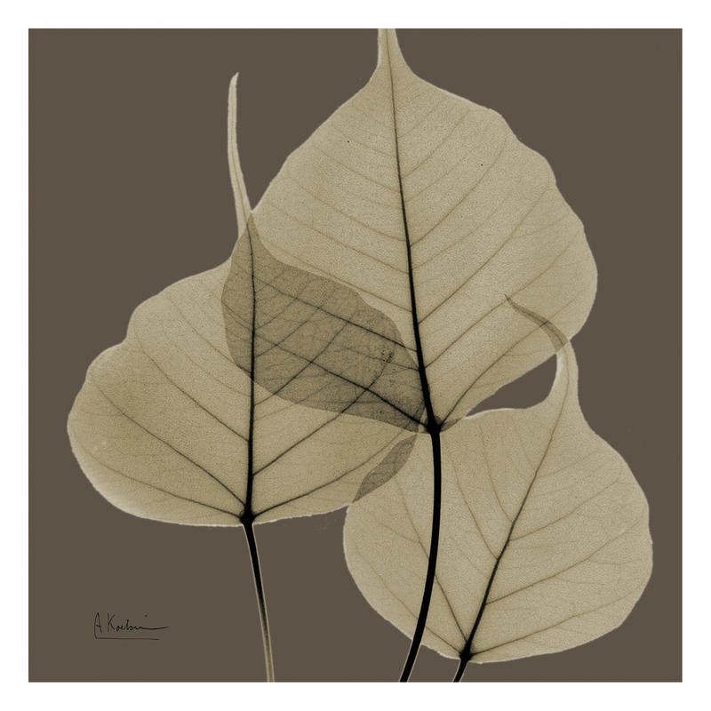 Albert Koetsier, LEAF BROWN I (X-RAY)
