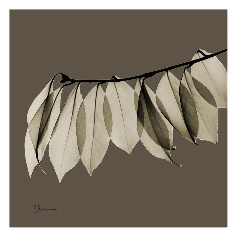 Albert Koetsier, LEAF BROWN IV (X-RAY)
