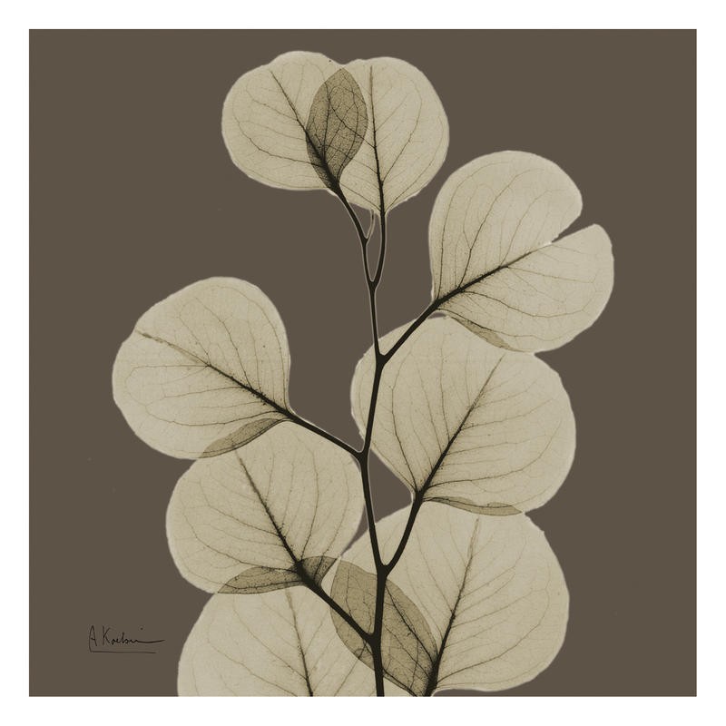 Albert Koetsier, LEAF BROWN II (X-RAY)