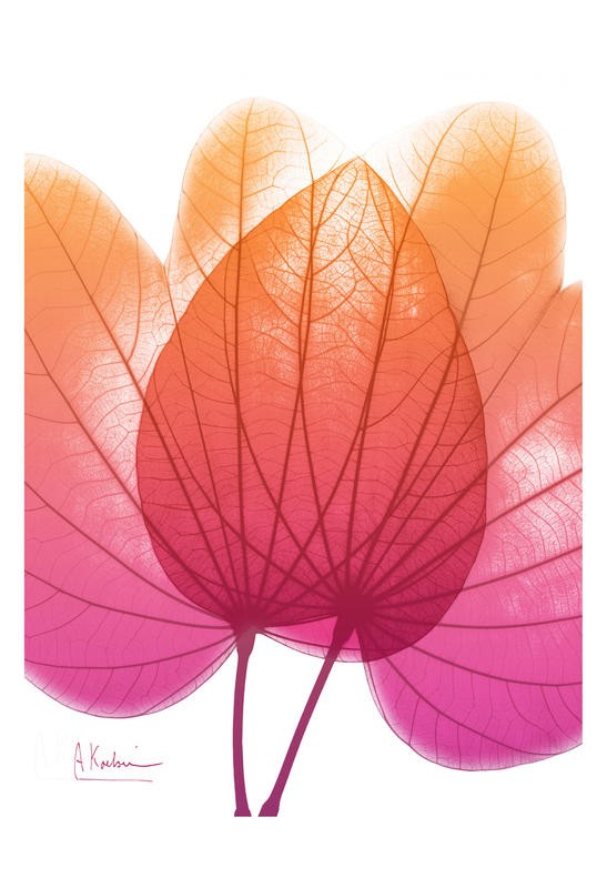 Albert Koetsier, PINK ORANGE IV (X-RAY)