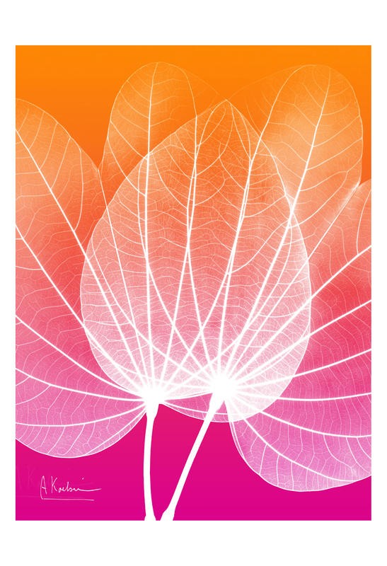 Albert Koetsier, PINK ORANGE V (X-RAY)