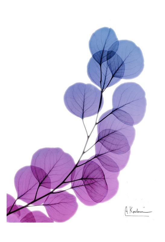 Albert Koetsier, BLUE AND PURPLE II (X-RAY)