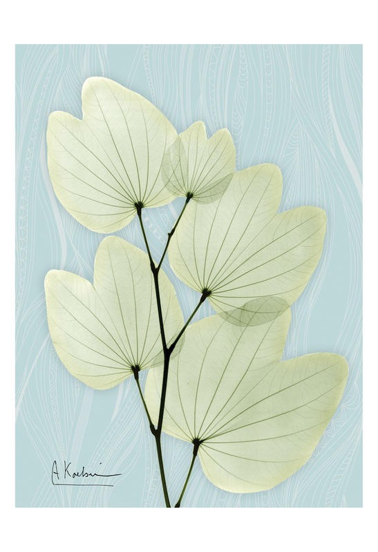 Albert Koetsier, MINT CLAY II (X-RAY)