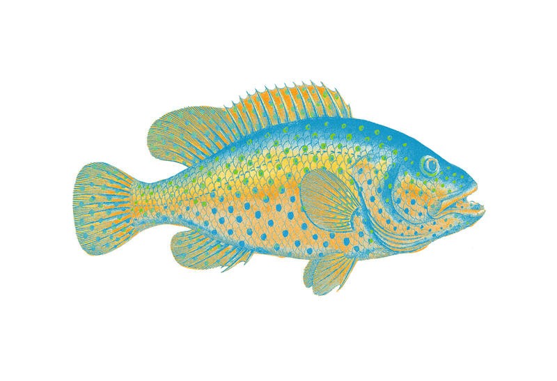 Sheldon Lewis, GO FISHING II (Fisch, Korallenfisch, maritim, Meerestiere, Grafik, Badezimmmer, Treppenhaus, Wohnzimmer, Esszimmer, Wunschgröße, blau/gelb)