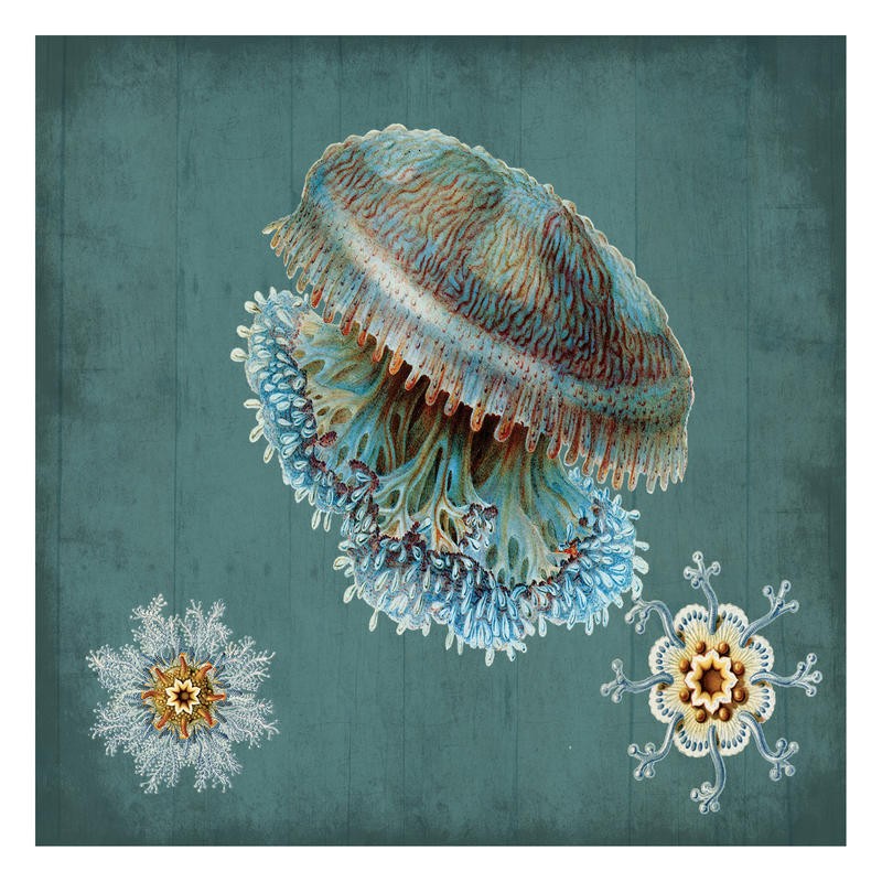 Sheldon Lewis, JELLYFISH II (Qualle, Tentakeln, maritim, Meerestiere, Grafik, Badezimmmer, Treppenhaus, Wunschgröße, bunt)