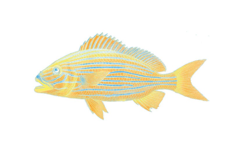 Sheldon Lewis, GO FISHING I (Fisch, Korallenfisch, maritim, Meerestiere, Grafik, Badezimmmer, Treppenhaus, Wohnzimmer, Esszimmer, Wunschgröße, blau/gelb)